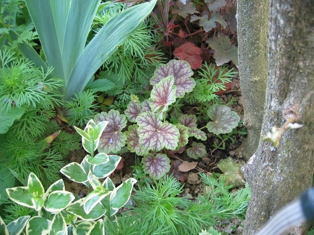 Heuchera